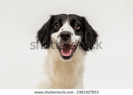 cute mixed breed dog portrait isolated on white Royalty-Free Stock Photo #2381507853