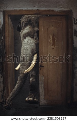 an elephant is stuck in a small door, wants to get out but is confused about which way