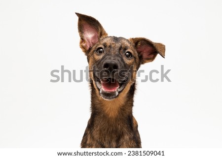 adorable mutt dog portrait isolated on white Royalty-Free Stock Photo #2381509041