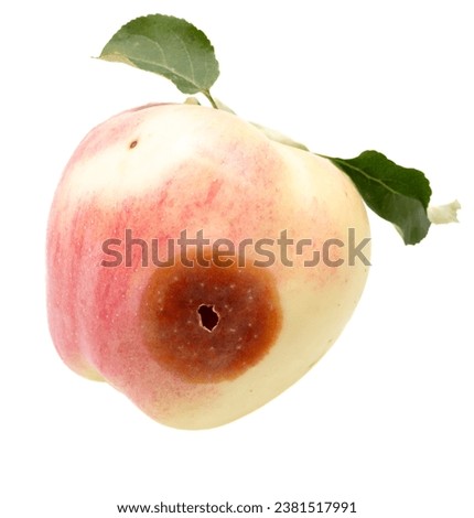 Wormy apple isolated on white background. Royalty-Free Stock Photo #2381517991
