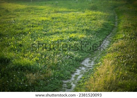 Path in park. Path across field. Green lawn. Trampled grass.