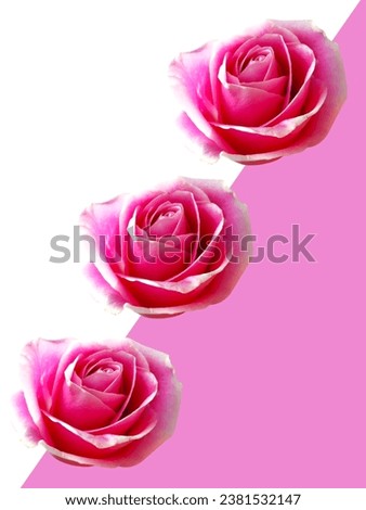 Pink flowers or roses, floral background for backdrop decoration design.