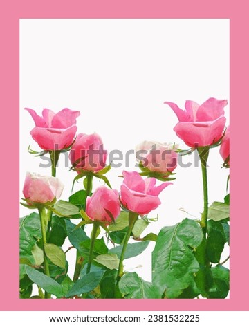 Pink flowers or roses, floral background for backdrop decoration design.