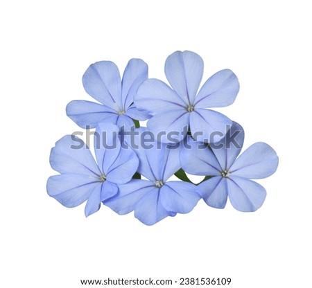 White plumbago or Cape leadwort flowers. Close up blue flowers bouquet isolated on white background. 