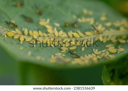 Cluster of Yellow Aphids, scientifically known as Aphis sp., feeding on leaf nutrients Royalty-Free Stock Photo #2381536639