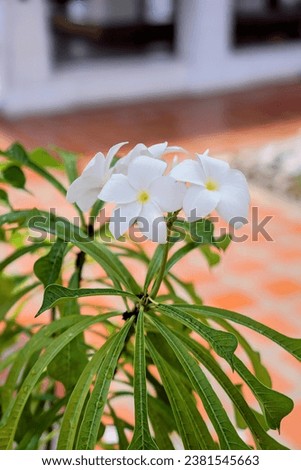 white flowers in the garden.