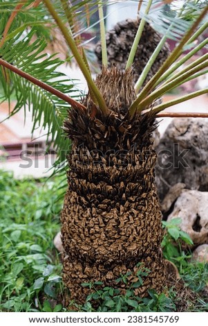 the palm tree is a symbol of the tropical climate.