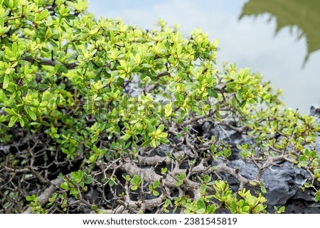 the plant is a species of plants that can grow in the volcanic soil.