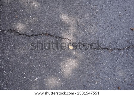 the crack in the asphalt.