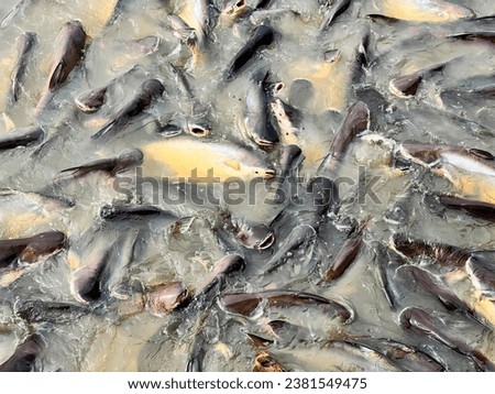 fish in a pond with water drops.
