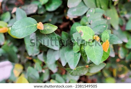 leaves of a plant with orange leaves.