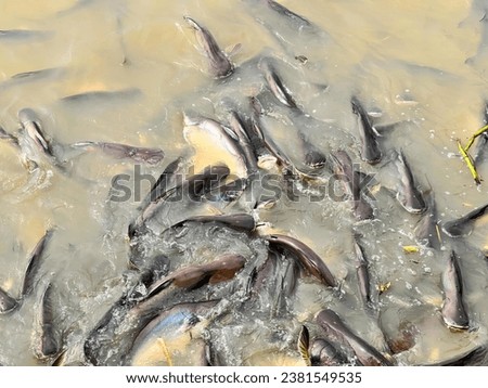 a flock of fish in a river.