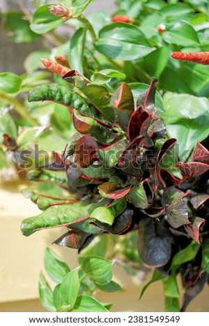 a plant with red and green leaves.