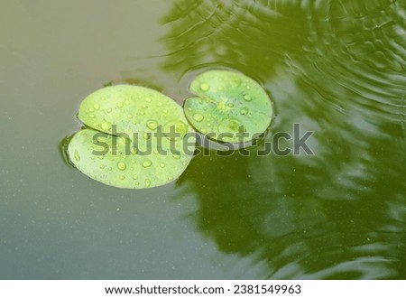 water lily in the pond.