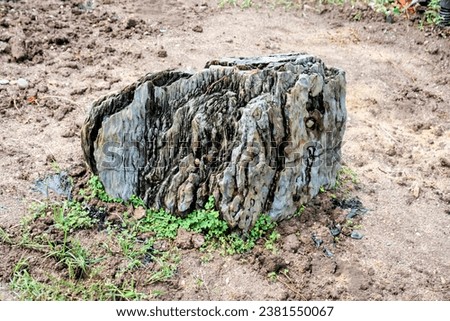 a tree stump with a mossy rock.