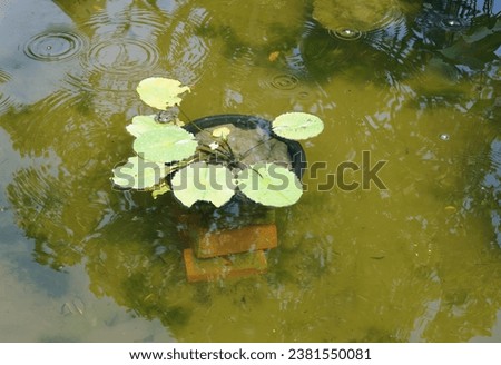 a turtle in a pot.