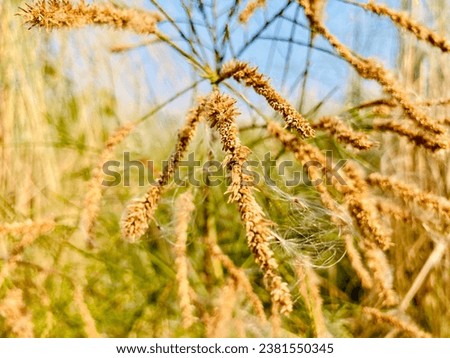 A wild plant with a green blurry and natural background