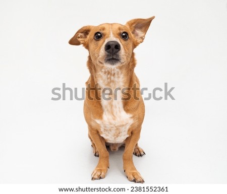 mutt dog studio portrait isolated on white Royalty-Free Stock Photo #2381552361
