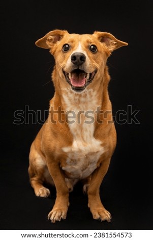 cute yellow mixed breed dog isolated on black Royalty-Free Stock Photo #2381554573