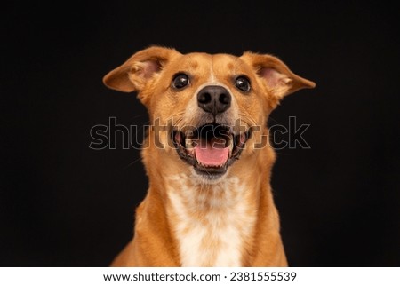 happy dog isolated on black Royalty-Free Stock Photo #2381555539