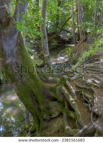 Stream flows through a forest, Tranquille forest scene, Maisinger See, Upper Bavaria, Bavaria, Germany, Europe