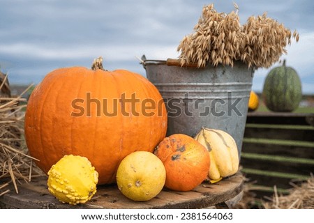 Country decoration with pumpkins and grains in an old bucket