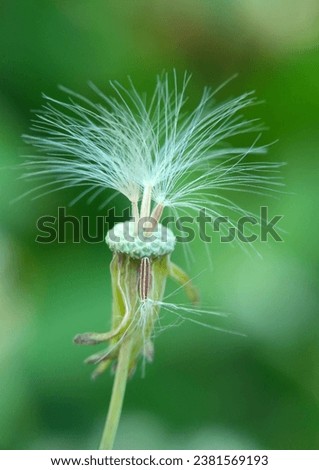 Macro photo of beautiful dandelion flowers in the garden in the morning with nature background