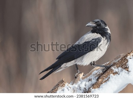 Hooded Crow - at the wet forest in early spring