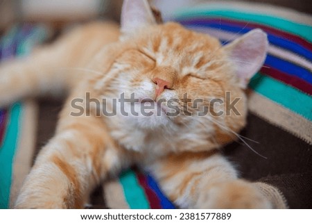 A funny cat lies on a striped blanket. Selective focus on the cat's nose.
