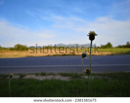 A little cute flower beside the street