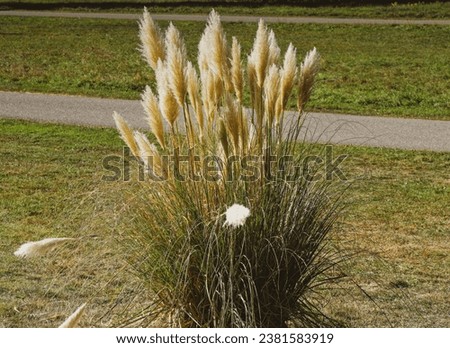 (Cortaderia selloana) Big tuft of pampas grass with dense flowering plumes on high stems and green-grey blade-like leaves