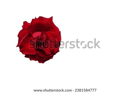 A beautiful rose with ample free space beside it, providing the perfect canvas to craft your own words or sentences, adding a personal touch to this elegant floral image.