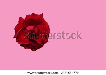 A beautiful rose with ample free space beside it, providing the perfect canvas to craft your own words or sentences, adding a personal touch to this elegant floral image.
