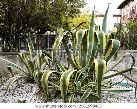 Agave americana marginata-aurea "Variegata". Tropical exotic decorative plant in the garden Royalty-Free Stock Photo #2381590435