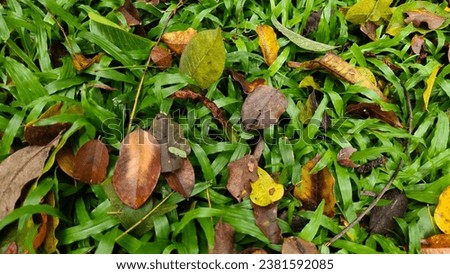 Backyard lawn background in the rainy season There are dry leaves falling. It is a beautiful nature wallpaper.