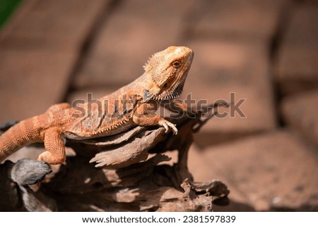 bearded dragon on ground with blur background

