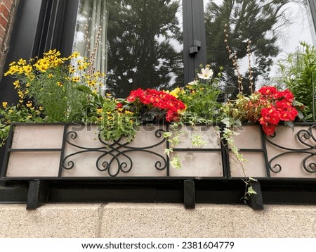 Planter in the window of a house, mix of flowering plants: white cosmos, pansies, red primroses, coreopsis with variegated ivy and willow branches with catkins