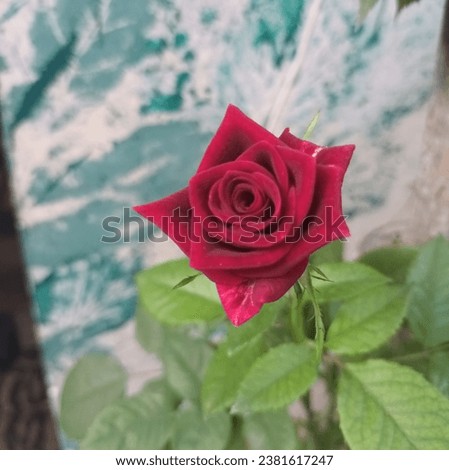 Isolated image of a burgundy rose