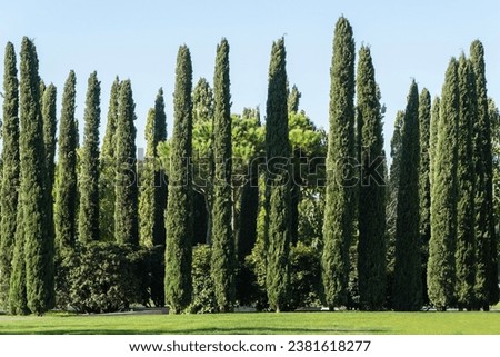 Group of Cupressus sempervirens or Mediterranean cypress trees are planted in city park in Krasnodar. Cypress as hedge for recreation areas. Public landscape "Galitsky Park". Sunny autumn day 2023. Royalty-Free Stock Photo #2381618277