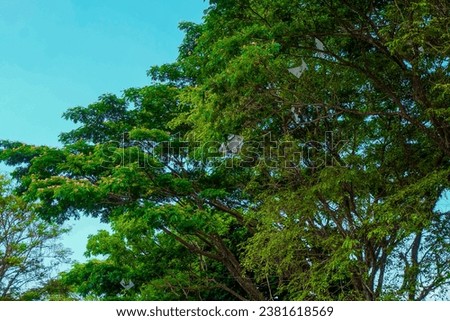 Tasikmalaya, West Java, Indonesia; Oct 30 2023, The large, shady tree is a magnificent symbol of life, creates a shade of shade, offers a sanctuary for various creatures, and provides an irreplaceable Royalty-Free Stock Photo #2381618569