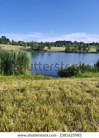 yellow irises on the bank of the pond, mobile photography, landscape