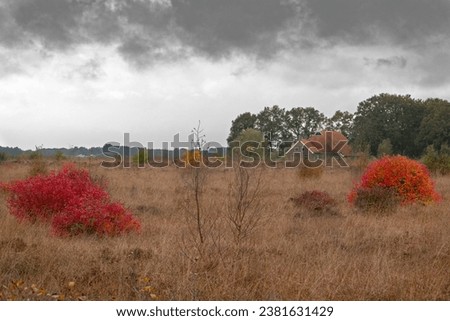 Northern highbush blueberry bushes, bright red leavesin autumn, in grassed heathland, in the background a farm with red roof tiles Royalty-Free Stock Photo #2381631429