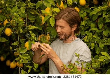 A man with a beard stands by a lemon tree cutting a lemon and smiling Royalty-Free Stock Photo #2381631473