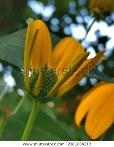 upright picture of a yellow blossom within green plants 