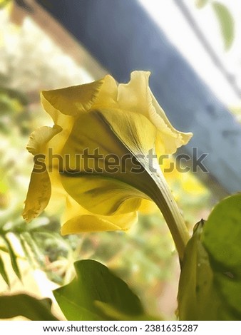 upright picture of the back of a yellow trumpet blossom 
