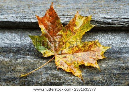 Wet maple leaf. Yellow fallen leaf. Close-up of a wilting leaf in rainy weather. Selective soft focus