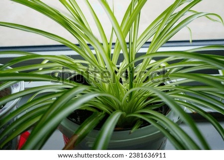 Close up of a green spider plant Chlorophytum comosum  Royalty-Free Stock Photo #2381636911