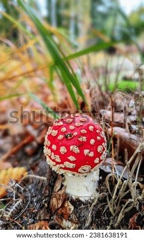 upright picture of a tiny fly agaric in a forest after rain