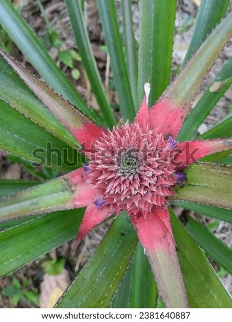 Pineapple with purple flowers and green leaves. High angle photo.