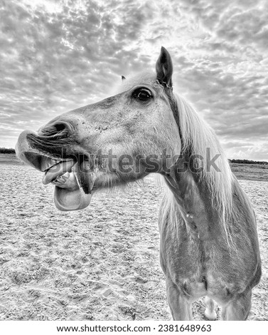 HDR picture of Avelignese horse with funny laugh